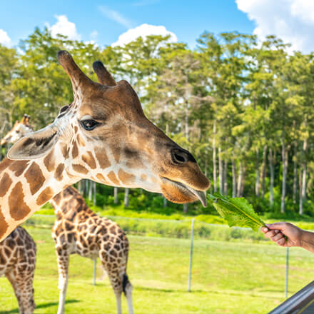 50 Reduction Zooparc De Beauval Code Promo Codes Promotionnels Et Coupons Aout 2021